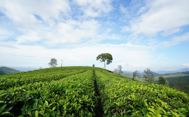 kebun teh, rental mobil Innova Nganjuk